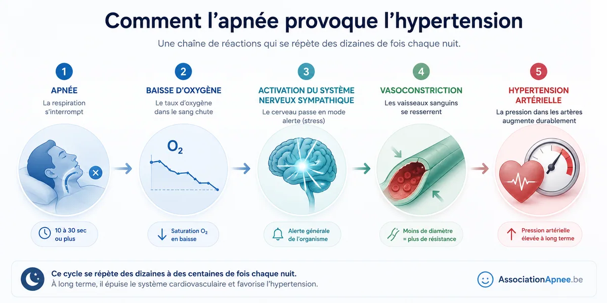 Cascade physiologique en 5 étapes reliant l'apnée du sommeil à l'hypertension artérielle : arrêt respiratoire, baisse d'oxygène dans le sang, activation du système nerveux sympathique, vasoconstriction des vaisseaux puis élévation durable de la pression artérielle.